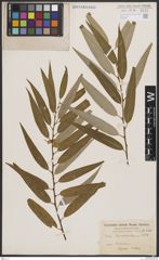 Foto von Salix bonplandiana Kunth